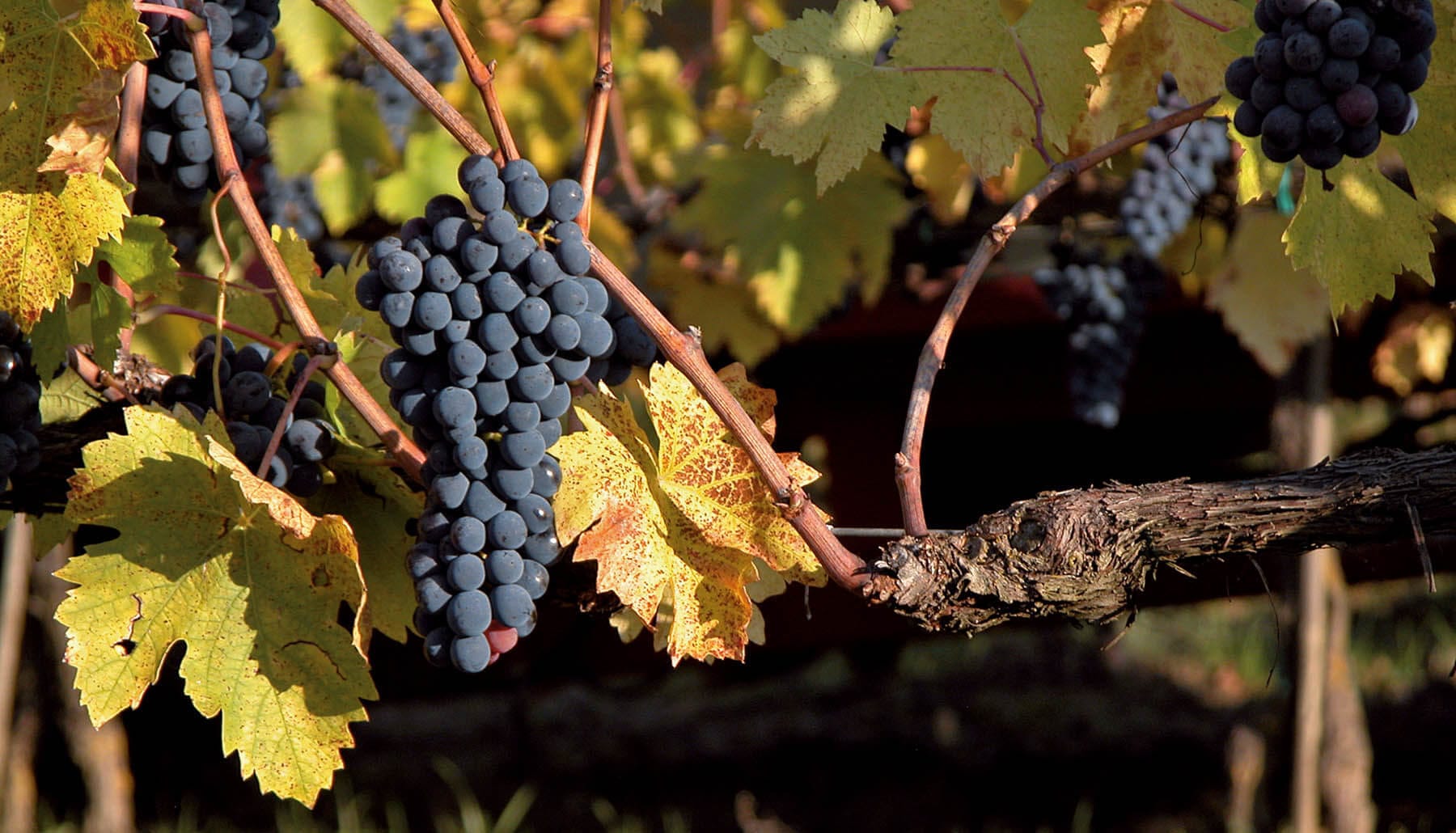grappoli dalla vigna Triacca