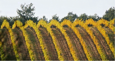 Santavenere estate vineyards