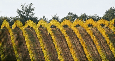 Weinberge des Landguts Santavenere