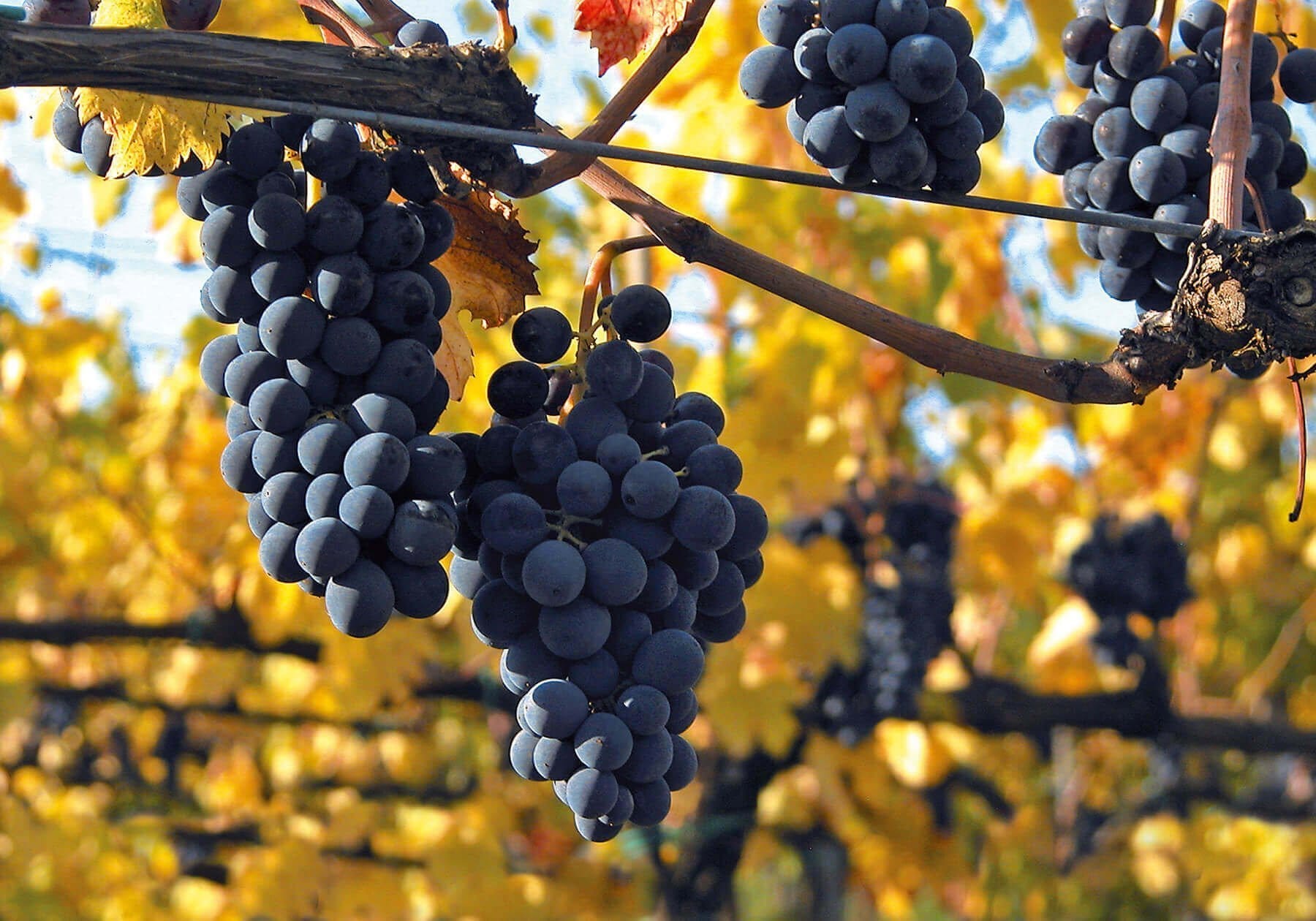 vineyards, rows and bunches of grapes