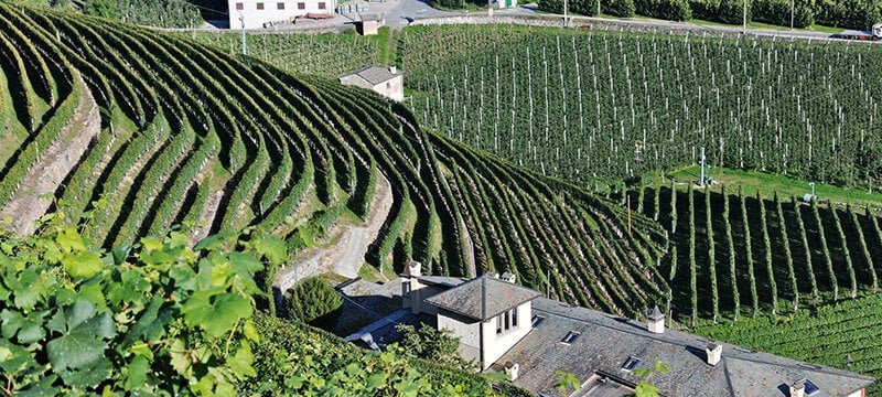 Das Weingut La Gatta mit Blick von den Nebbiolo-Weinbergen