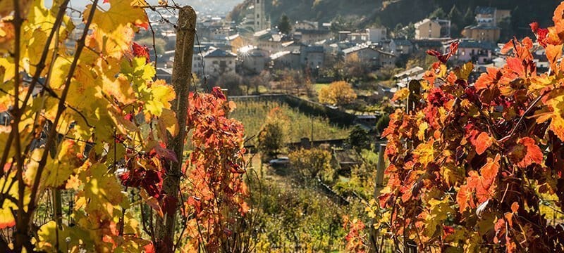 Terrassierung oberhalb von Tirano im Veltlin