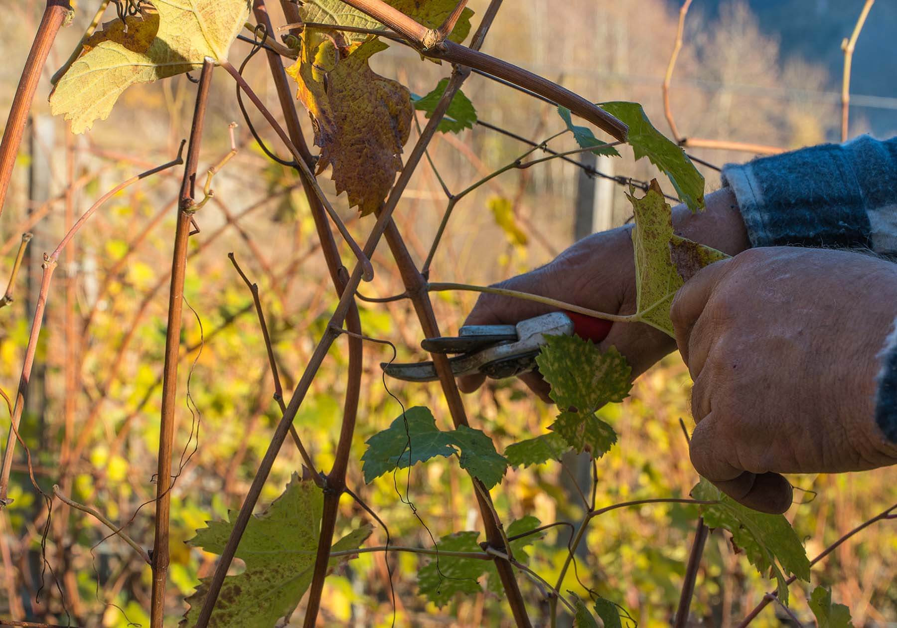 Cleaning and pruning of vines