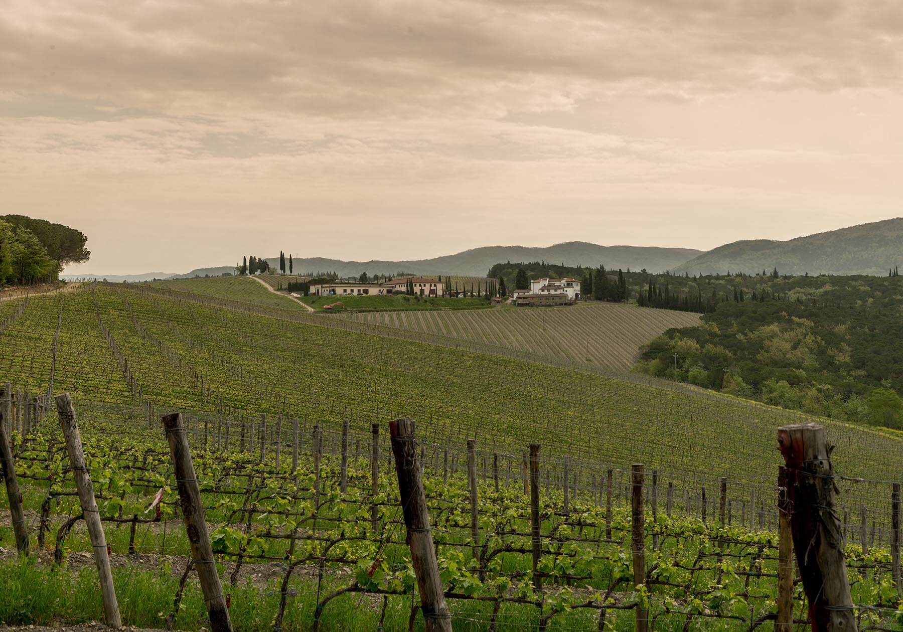 Panoramablick zwischen den Weinbergen und dem Gut Madonnina