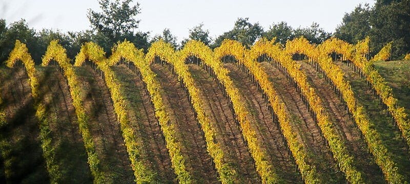 Santavenere: die von der Sonne geküssten Weinberge