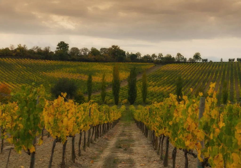 Le vigne della casa vinicola Triacca