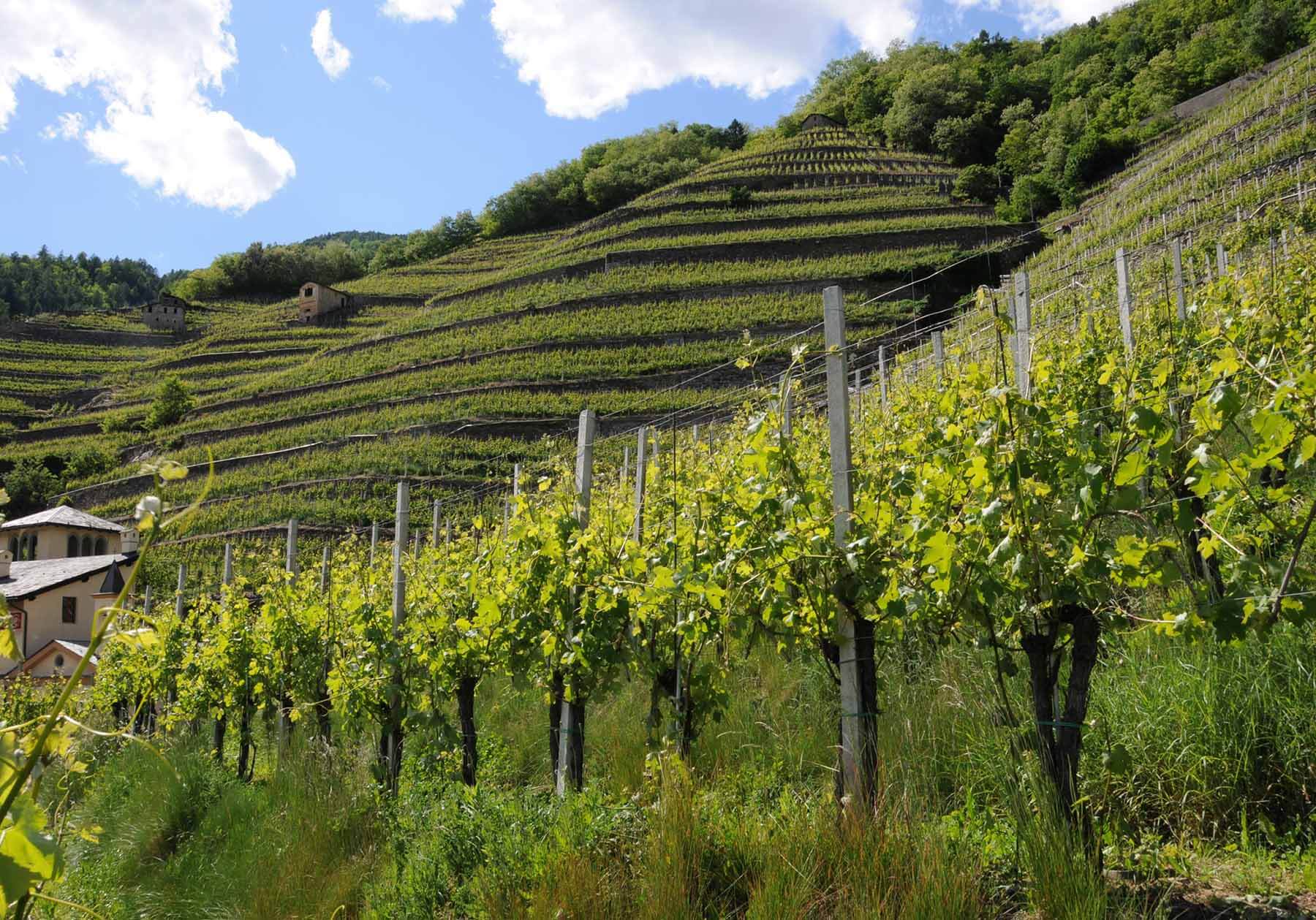 die heldenhaften Weinberge des Weinguts Triacca im Veltlin