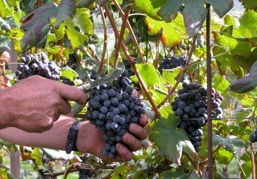 Ernte auf dem Weingut La Gatta im Veltlin