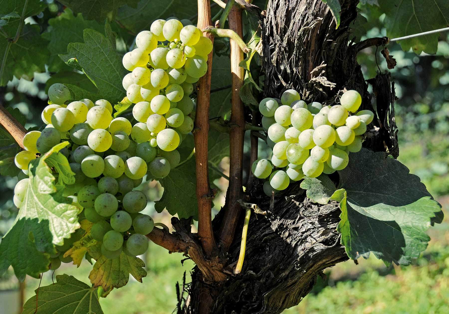 clusters of grapes from La Gatta wines