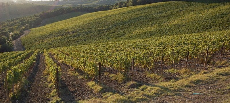 Reben aus dem Weingut Triacca des Weinguts Madonnina