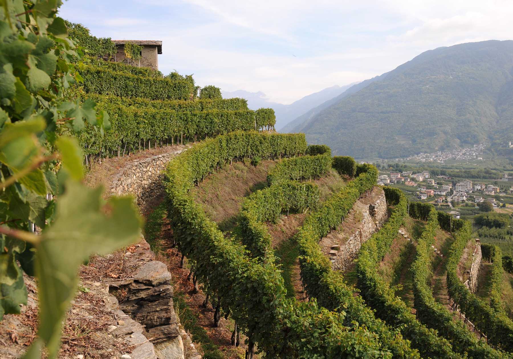 Terrazzamenti in Valtellina della casa vinicola Triacca